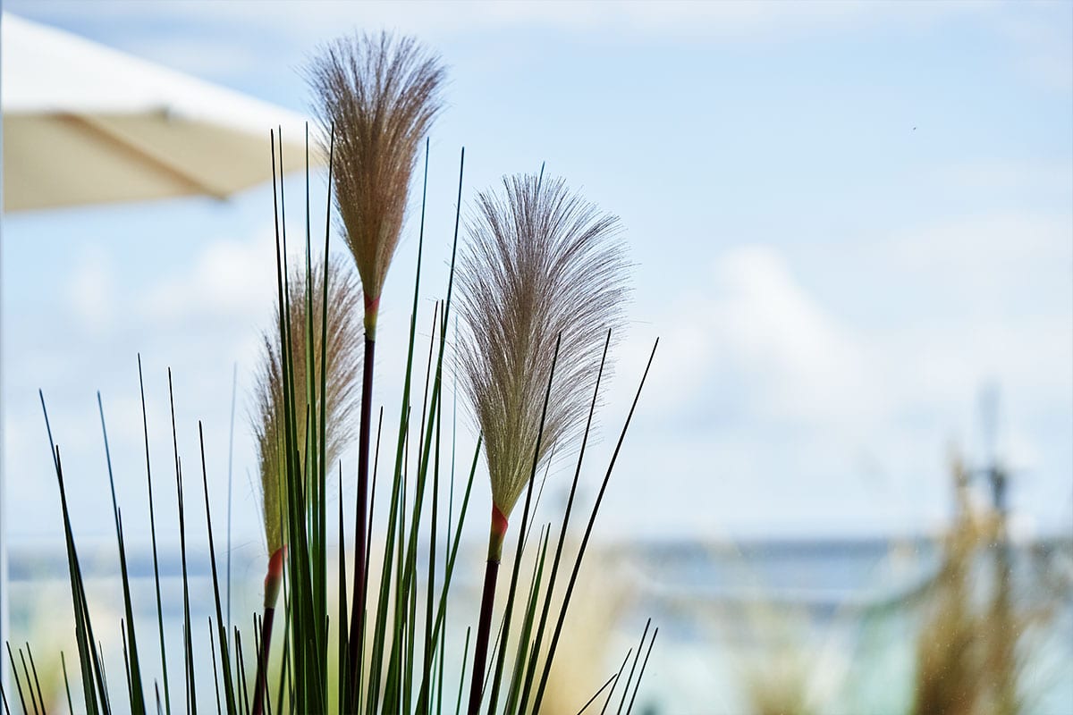 Dekorative Ziergräser mit Blick auf die Ostsee auf der Terrasse vom Strandhotel Viktoria mit Meerblick auf Usedom.