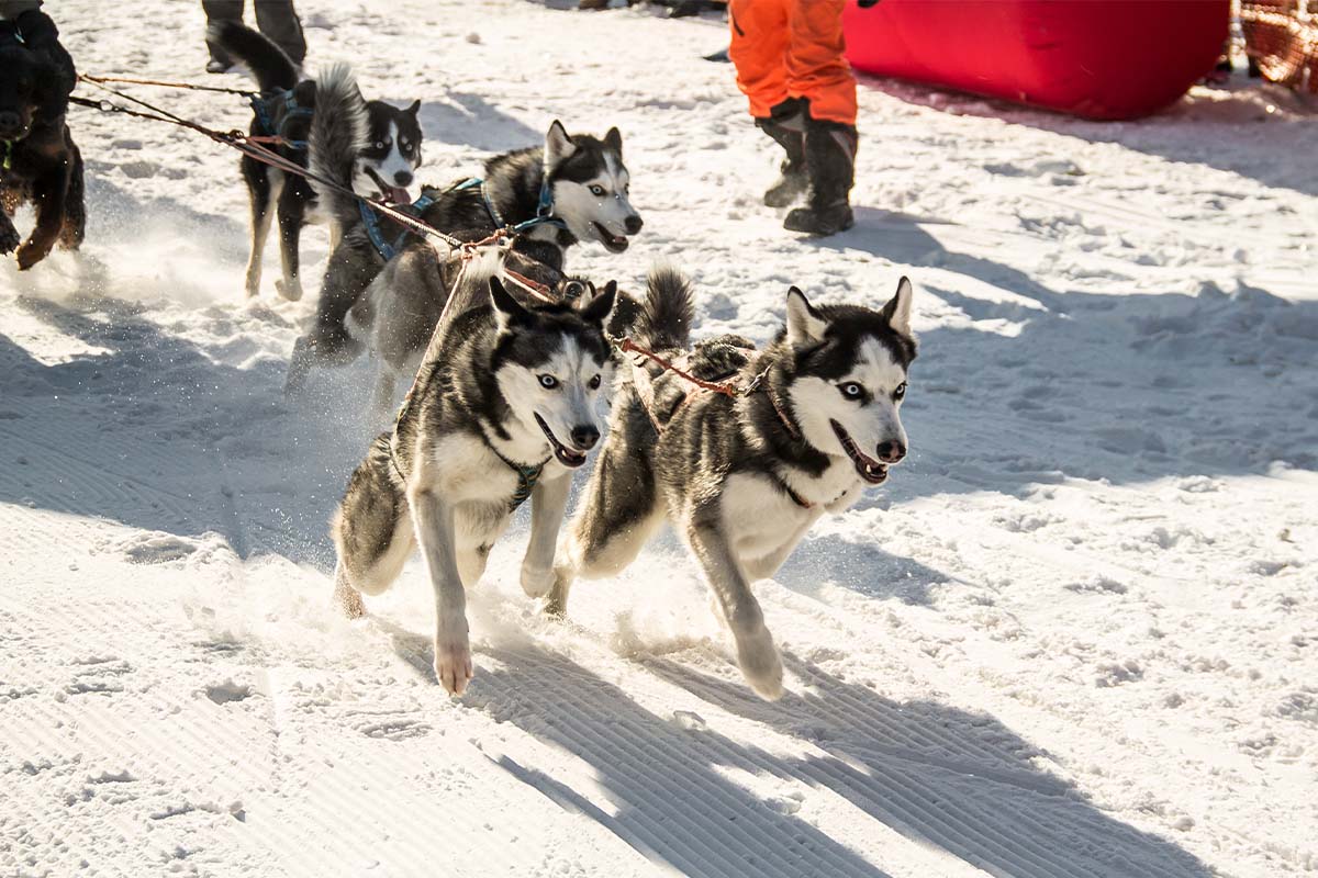 Das Baltic-Lights-Winterevent in Zinnowitz mit Hundeschlitten, Strandkulisse und Gemeinschaftsgefühl.