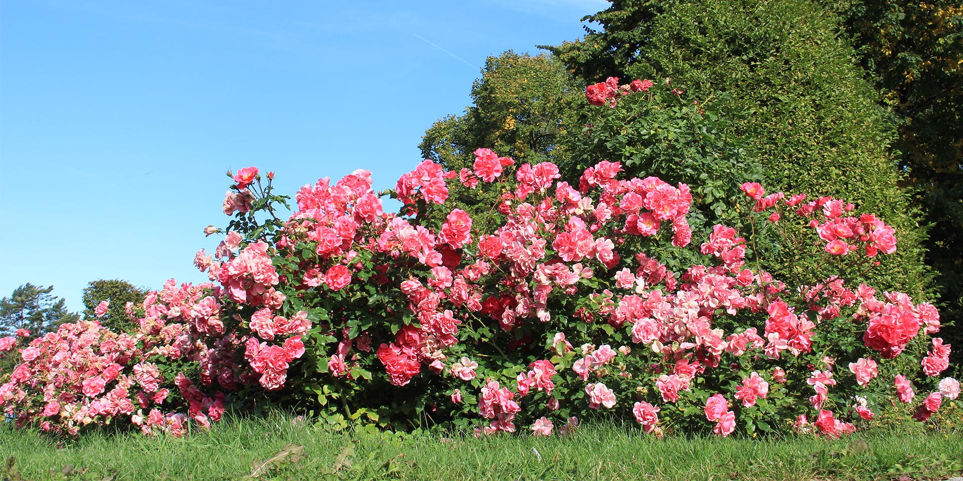 Der Botanische Garten Mellenthin: Entdeckt Usedoms Flora