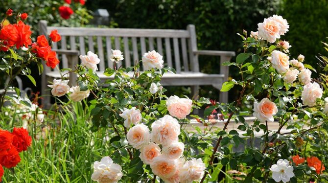 Der Botanische Garten Mellenthin Entdeckt Usedoms Flora